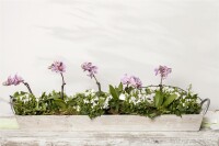 Campanula portenschlagiana 9 cm Topf - Größe nach Saison