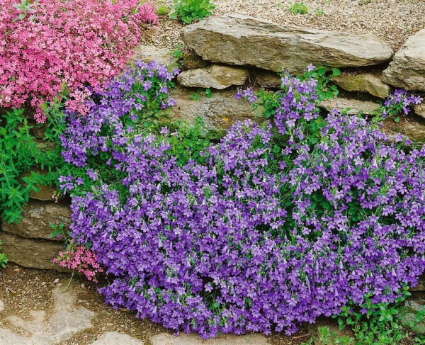 Campanula portenschlagiana Birch 9 cm Topf - Größe nach Saison