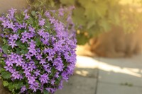 Campanula portenschlagiana Birch 9 cm Topf - Größe nach Saison