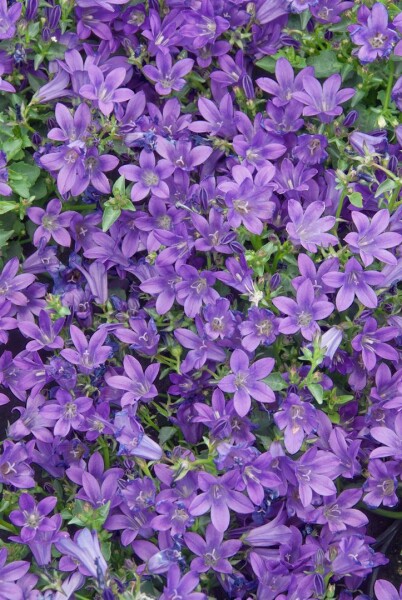 Campanula portenschlagiana Resholt 9 cm Topf - Größe nach Saison