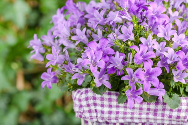 Campanula poscharskyana 9 cm Topf - Größe nach Saison