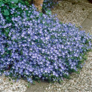 Campanula poscharskyana 9 cm Topf - Größe nach Saison