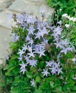 Campanula poscharskyana 9 cm Topf - Größe nach Saison