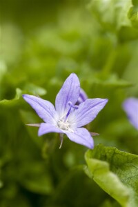 Campanula poscharskyana 9 cm Topf - Größe nach Saison