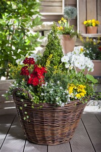 Campanula poscharskyana 9 cm Topf - Größe nach Saison