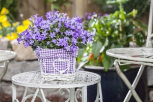 Campanula poscharskyana 9 cm Topf - Größe nach Saison