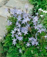 Campanula poscharskyana 9 cm Topf - Größe nach Saison