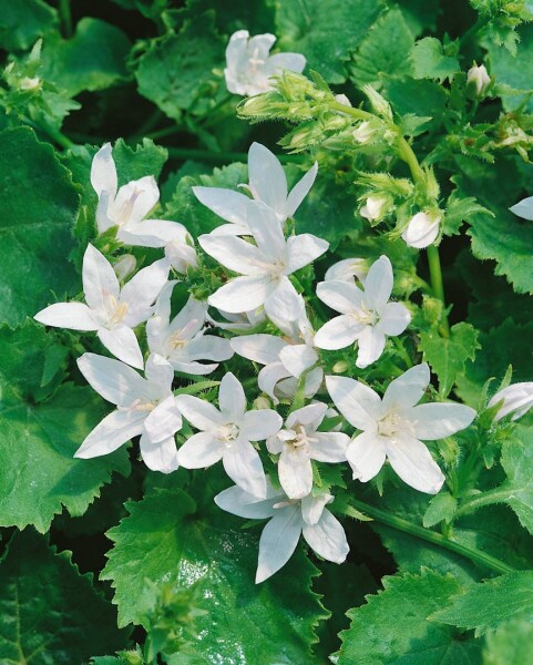 Campanula poscharskyana E.H.Frost 9 cm Topf - Größe nach Saison