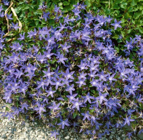 Campanula poscharskyana Stella 9 cm Topf - Größe nach Saison