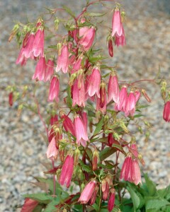 Campanula punctata Elizabeth 11 cm Topf - Größe nach Saison