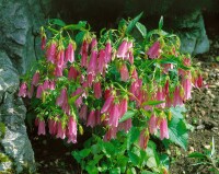 Campanula punctata Elizabeth 11 cm Topf - Größe nach Saison