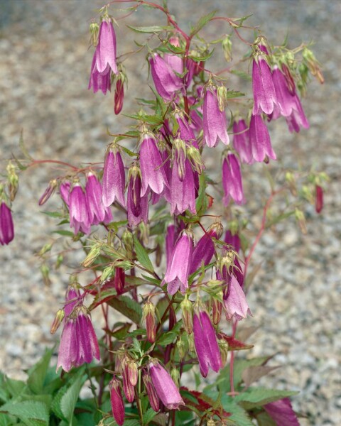 Campanula punctata Rubriflora 9 cm Topf - Größe nach Saison