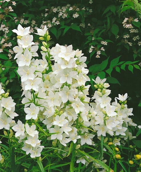 Campanula pyramidalis Alba 9 cm Topf - Größe nach Saison