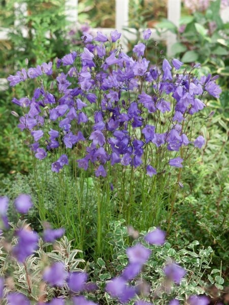 Campanula rotundifolia 9 cm Topf - Größe nach Saison