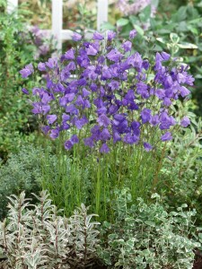 Campanula rotundifolia 9 cm Topf - Größe nach Saison