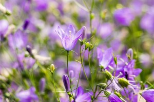 Campanula rotundifolia 9 cm Topf - Größe nach Saison