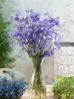 Campanula rotundifolia 9 cm Topf - Größe nach Saison