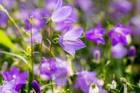 Campanula rotundifolia 9 cm Topf - Größe nach Saison