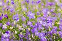 Campanula rotundifolia 9 cm Topf - Größe nach Saison