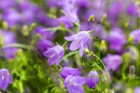 Campanula rotundifolia 9 cm Topf - Größe nach Saison