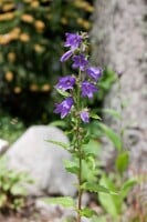 Campanula trachelium 9 cm Topf - Größe nach Saison