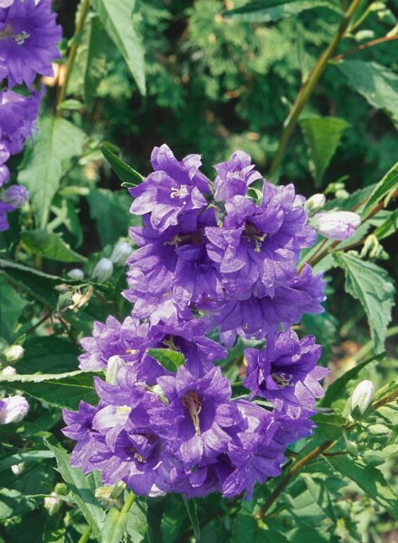 Campanula trachelium Bernice 11 cm Topf - Größe nach Saison