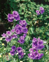 Campanula trachelium Bernice 11 cm Topf - Größe nach Saison