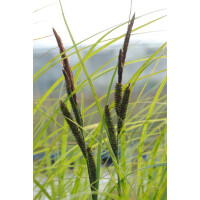 Carex acuta 9 cm Topf - Größe nach Saison