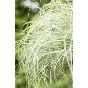 Carex albula Frosted Curls 9 cm Topf - Größe...