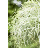 Carex albula Frosted Curls 9 cm Topf - Größe...