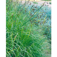 Carex flacca 9 cm Topf - Größe nach Saison