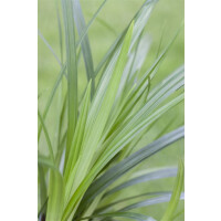 Carex foliosissima Irish Green 9 cm Topf -...