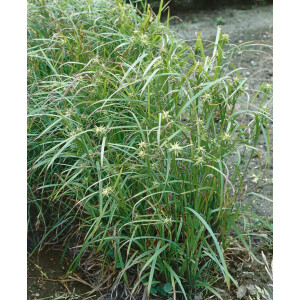 Carex grayi 9 cm Topf - Größe nach Saison