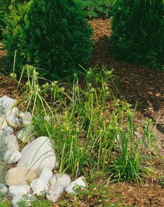 Carex grayi 9 cm Topf - Größe nach Saison