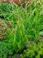 Carex grayi 9 cm Topf - Größe nach Saison