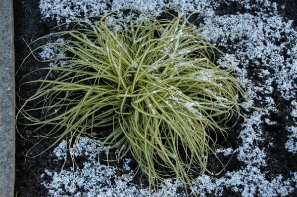 Carex morrowii Aureovariegata 9 cm Topf - Größe nach Saison