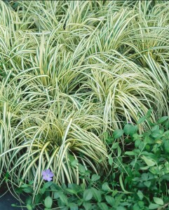 Carex morrowii Aureovariegata 9 cm Topf - Größe nach Saison