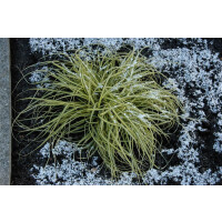 Carex morrowii Aureovariegata 9 cm Topf -...