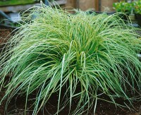 Carex morrowii Aureovariegata 9 cm Topf - Größe nach Saison