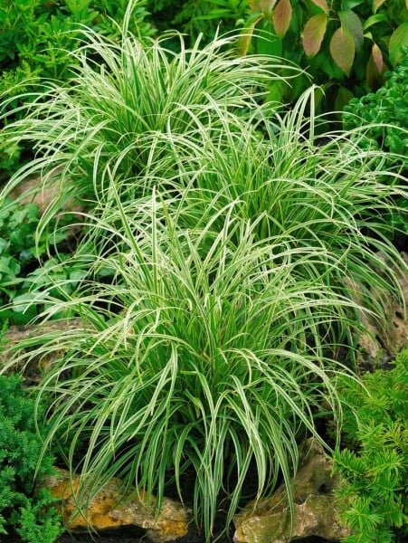 Carex morrowii Silver Sceptre 11 cm Topf - Größe nach Saison