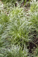 Carex morrowii Silver Sceptre 11 cm Topf - Größe nach Saison