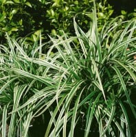 Carex morrowii Silver Sceptre 11 cm Topf - Größe nach Saison