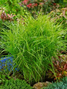 Carex muskingumensis 9 cm Topf - Größe nach...