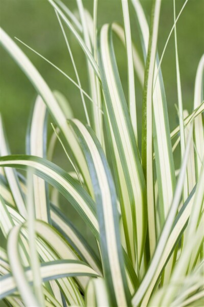 Carex ornithopoda Variegata 9 cm Topf - Größe nach Saison