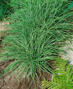 Carex ornithopoda Variegata 9 cm Topf - Größe nach Saison