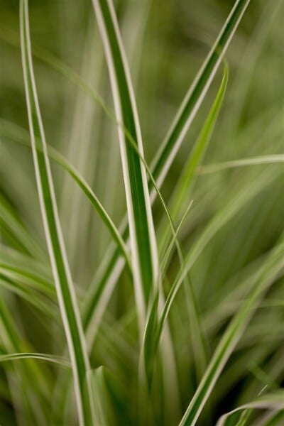 Carex oshimensis Everest  -R- 9 cm Topf - Größe nach Saison