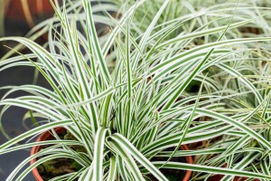 Carex oshimensis Everest  -R- 9 cm Topf - Größe nach Saison