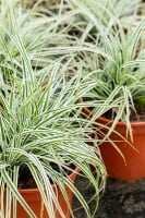 Carex oshimensis Everest  -R- 9 cm Topf - Größe nach Saison