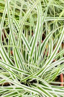 Carex oshimensis Everest  -R- 9 cm Topf - Größe nach Saison