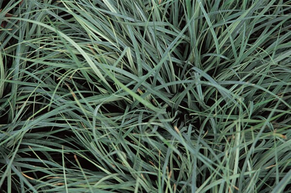 Carex panicea C 2